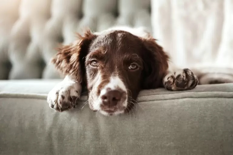 Our five top tips to pet-proof your home